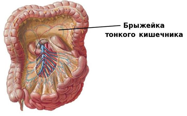 Брыжейка.